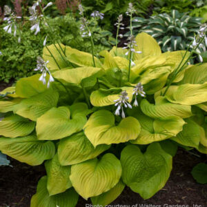 Large gold hosta| Hosta age of gold heart-shaped