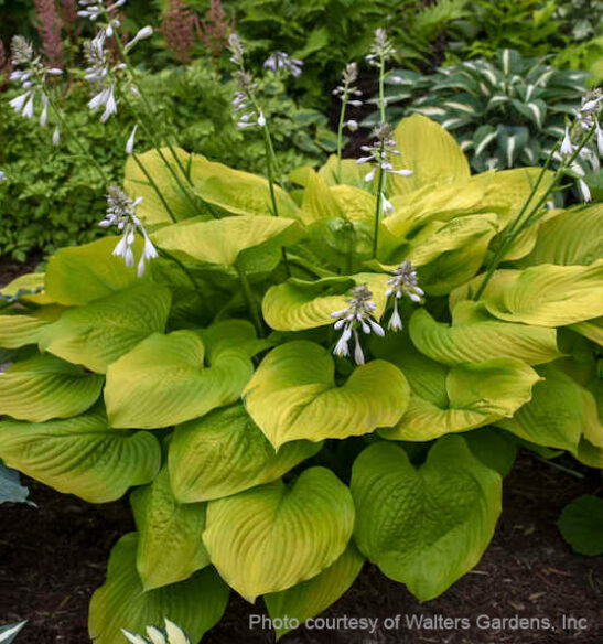 Large gold hosta| Hosta age of gold heart-shaped