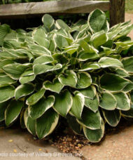 Francee Hosta plant with white-edged green leaves.