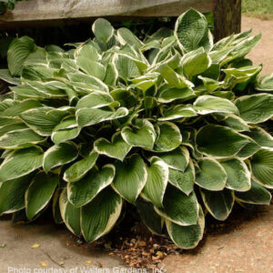 Francee Hosta | Hosta francee Francee Hosta plant with white-edged green leaves.