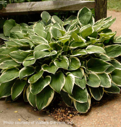 Francee Hosta | Hosta francee Francee Hosta plant with white-edged green leaves.