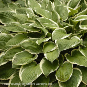 Variegated Hosta | Hosta francee Variegated Hosta plant with green leaves with white margins.