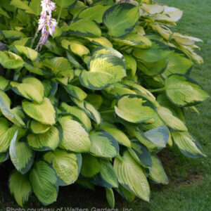 Green Variegated Hosta plant with light green leaves and irregular darker green margins.