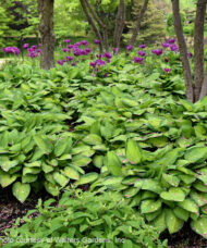 Large swath of variegated leaf Gold Standard Hosta planted at woods' edge.