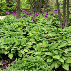 Large swath of variegated leaf Gold Standard Hosta planted at woods' edge.