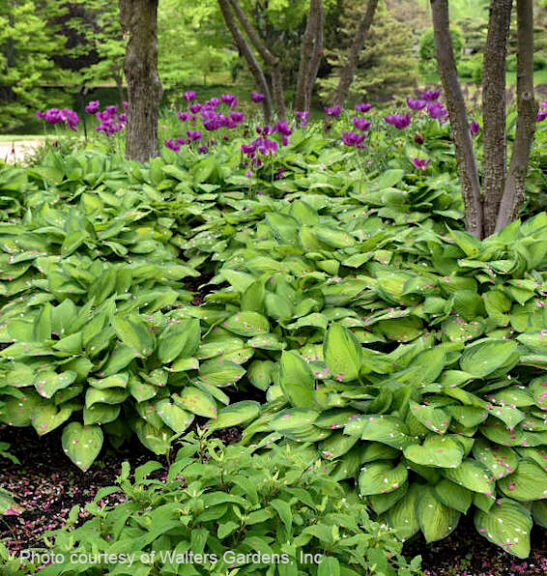 Large swath of variegated leaf Gold Standard Hosta planted at woods' edge.