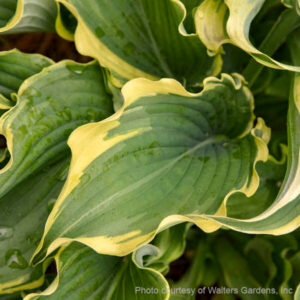variegated blue-green leaves with ruffled