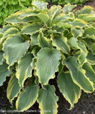Voices in the Wind Hosta elegant