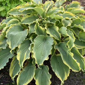 Voices in the Wind Hosta elegant
