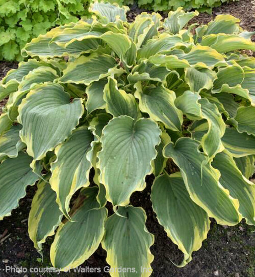 Voices in the Wind Hosta elegant