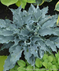 Waterslide Hosta habit of wavy
