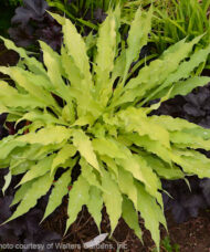 Wiggles and Squiggles Hosta plant with long