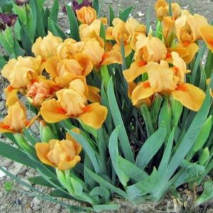 Planting of Orange Standard Dwarf Bearded Iris with light tangerine-orange flowers.