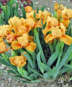 Planting of Orange Standard Dwarf Bearded Iris with light tangerine-orange flowers.