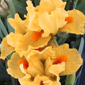 Orange Standard Dwarf Bearded Iris Blooms with light tangerine-orange petals.