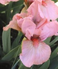 Pink Standard Dwarf Bearded Iris blooms of light pink petals and sepals.