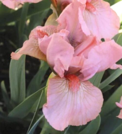 Pink Standard Dwarf Bearded Iris blooms of light pink petals and sepals.