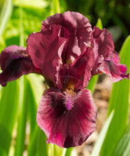 Red Standard Dwarf Bearded Iris bloom of crimson petals.