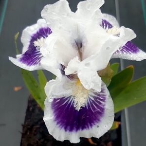 Riveting Standard Dwarf Bearded Iris bloom of purple and white petals.