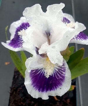 Riveting Standard Dwarf Bearded Iris bloom of purple and white petals.