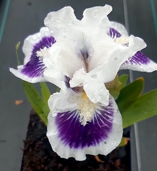 Riveting Standard Dwarf Bearded Iris bloom of purple and white petals.