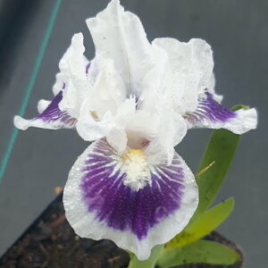Riveting standard dwarf bearded iris | Iris pumila riveting bloom Riveting Standard Dwarf Bearded Iris bloom of purple and white petals.