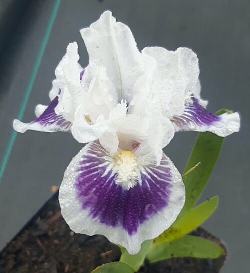 Riveting standard dwarf bearded iris | Iris pumila riveting bloom Riveting Standard Dwarf Bearded Iris bloom of purple and white petals.