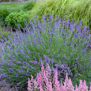 with a human female for scale.