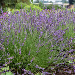 Phenomenal English Lavander habit with lavender flowers and green foliage.
