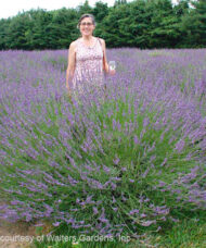 Field of large Phenomenal Lavender