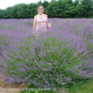 Field of large Phenomenal Lavender