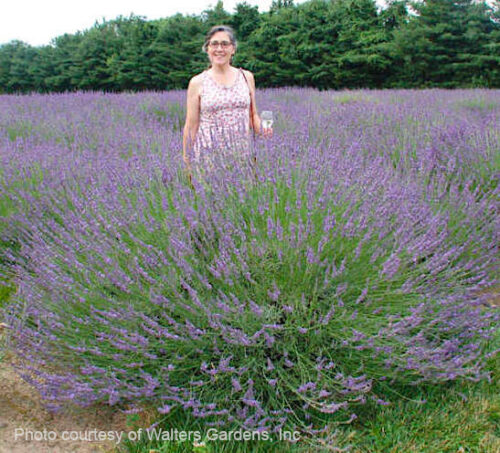 Field of large Phenomenal Lavender