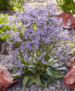 Dazzle Rocks Sea Lavender spray of lavender flowers above a basal rosette of leaves.