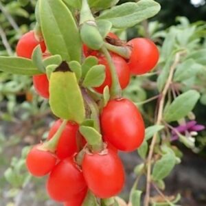 Gojidelys Goji Berry cluster of bright red fruits.