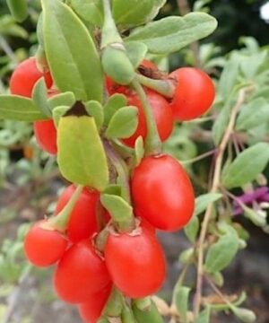 Gojidelys Goji Berry cluster of bright red fruits.