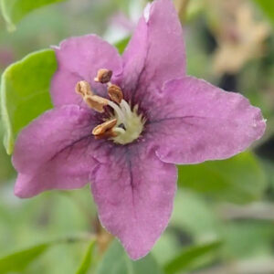 Gojidelys self-fertile goji berry dusty lavender blossom.