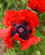 Beauty of Livermere Oriental Poppy deep red