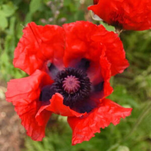 Beauty of Livermere Oriental Poppy deep red