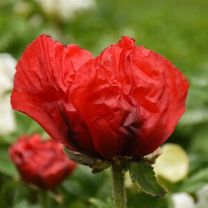 Beauty of Livermere Oriental Poppy planting.