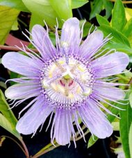 Passiflora incarnata PINKPOP&trade;
