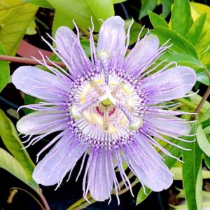 passiflora-incarnata-2