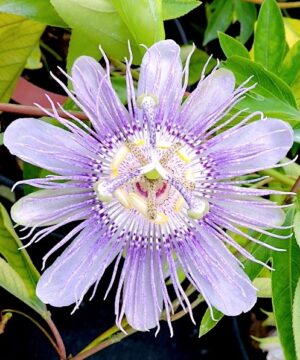 Passiflora incarnata PINKPOP™