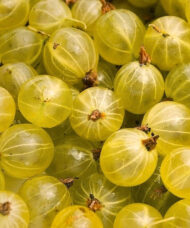 Close up of Green Gooseberry fruits.