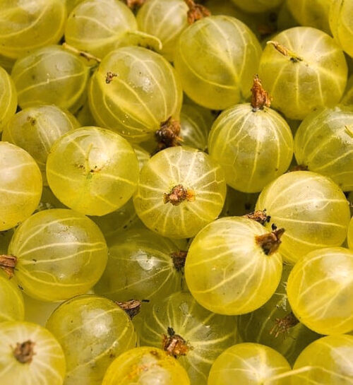 Green gooseberry | Ribes uva-crispa hinnonmaki yellow Close up of Green Gooseberry fruits.