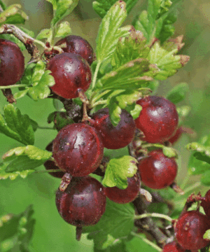 Ribes uva-crispa 'Jeanne' - 5" / 12.7 cm Turboplant
