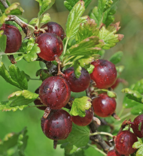 ribes-uva-crispa-jeanne-gooseberry