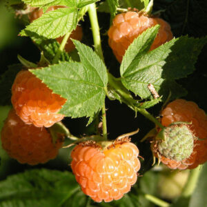 Gold Raspberry Plant peach blushed yellow fruit on the stem.