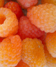 Honey Queen Raspberry fruits in a soft yellow with a peach blush.