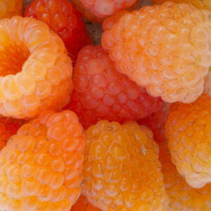Honey Queen Raspberry fruits in a soft yellow with a peach blush.