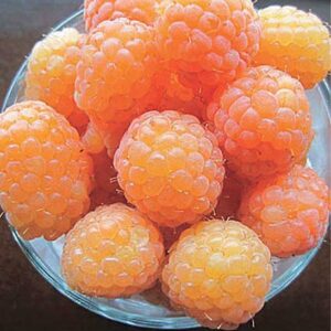 A bowl of Yellow Raspberry Plant fruits.